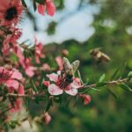 Bee pollinating pink flowers on a sunny day in a garden.