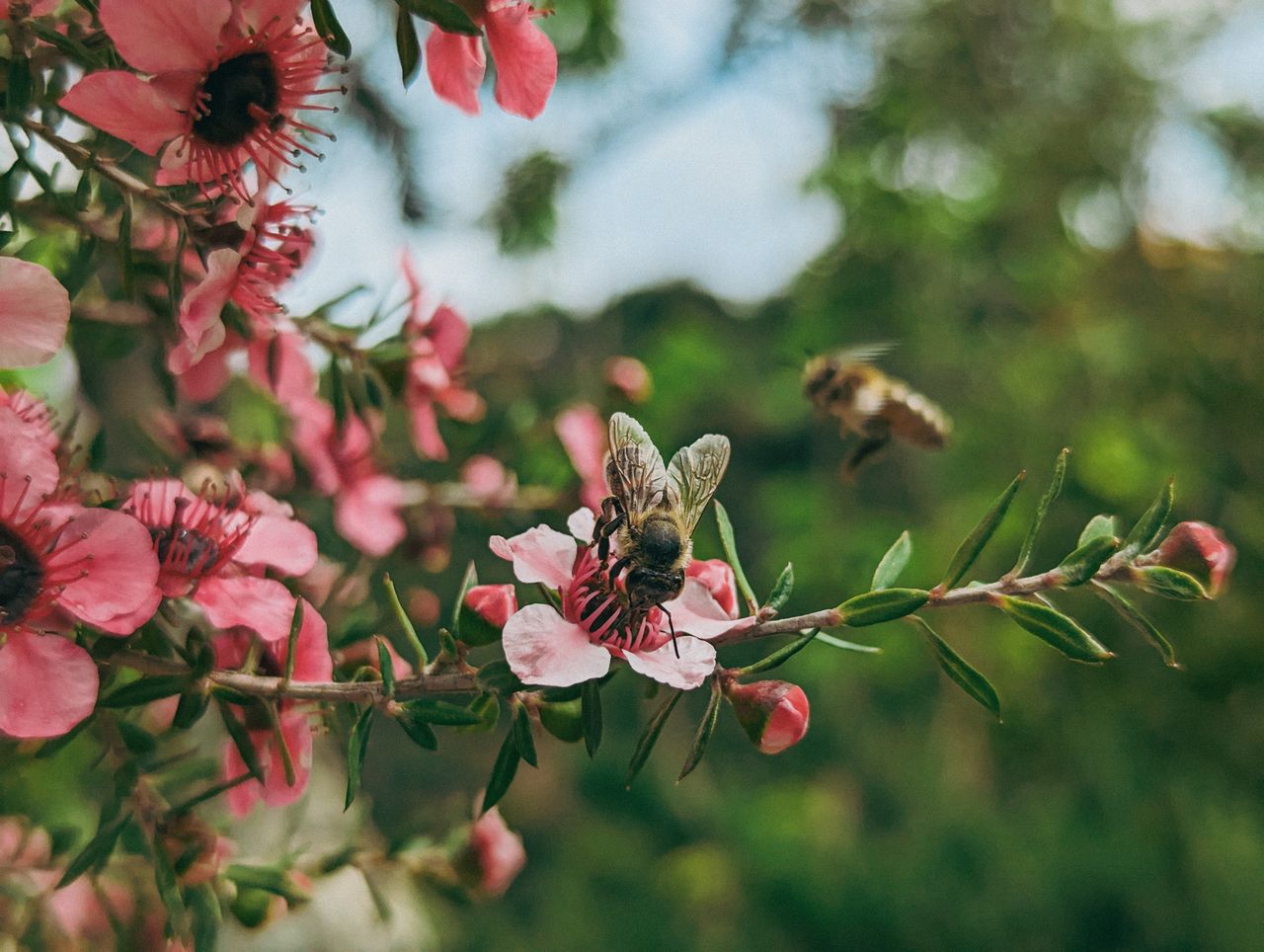 Bee pollinating pink Manuka flowers on a sunny day in a garden.